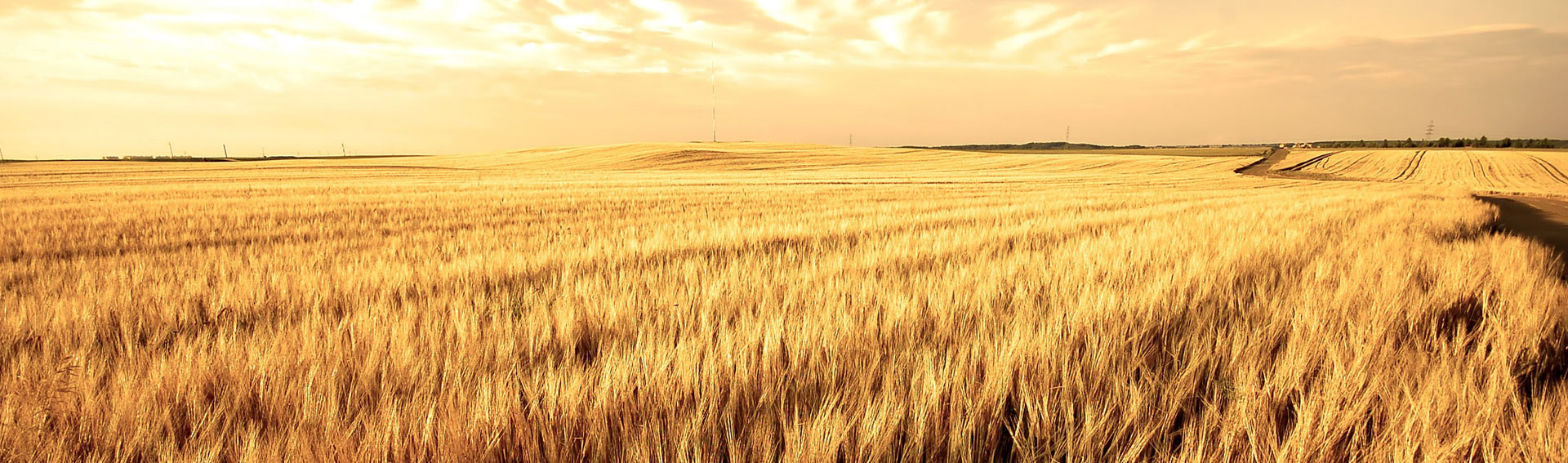 wheat field at dusk with golden sky